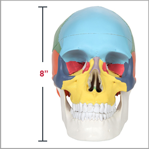 Axis Scientific 3-Part Life-Size Didactic Human Skull Anatomy Model Dimensions 7 x 8 x 5 inches