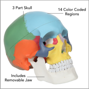 Axis Scientific 3-Part Life-Size Didactic Human Skull Anatomy Model Main Features