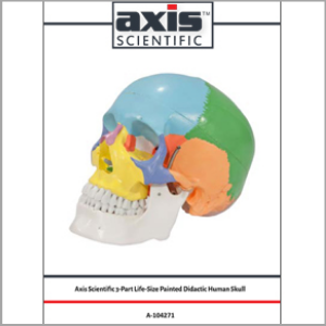 Axis Scientific 3-Part Life-Size Didactic Human Skull Anatomy Model Study Guide Booklet and Manual