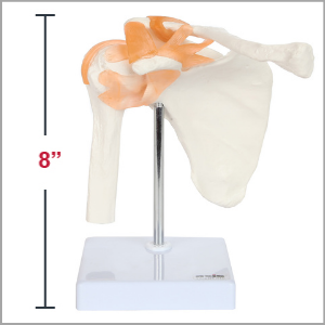 Axis Scientific Life-Size 22-Part Osteopathic and Didactic Human Skull Anatomy Model Dimensions x 6 x 6 inches