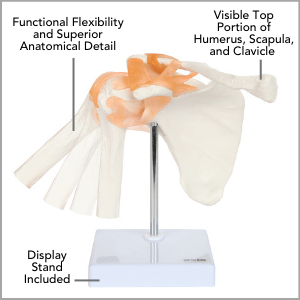 Axis Scientific Life-Size 22-Part Osteopathic and Didactic Human Skull Anatomy Model Main Features