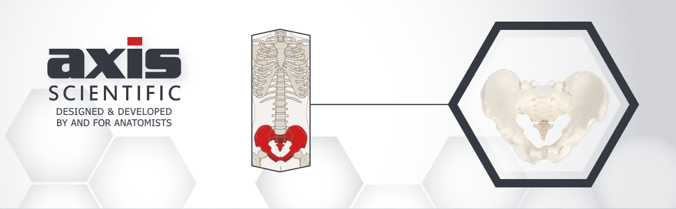 Axis Scientific Life-Size Male Pelvis Skeleton Anatomy Model