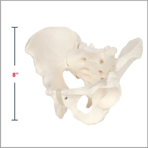 Axis Scientific Life-Size Male Pelvis Skeleton Anatomy Model Dimensions 8 x 7 x 9 inches.