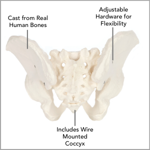 Axis Scientific Life-Size Male Pelvis Skeleton Anatomy Model Main Features.