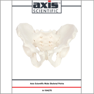 Axis Scientific Life-Size Male Pelvis Skeleton Anatomy Model Study Guide Booklet and Manual.