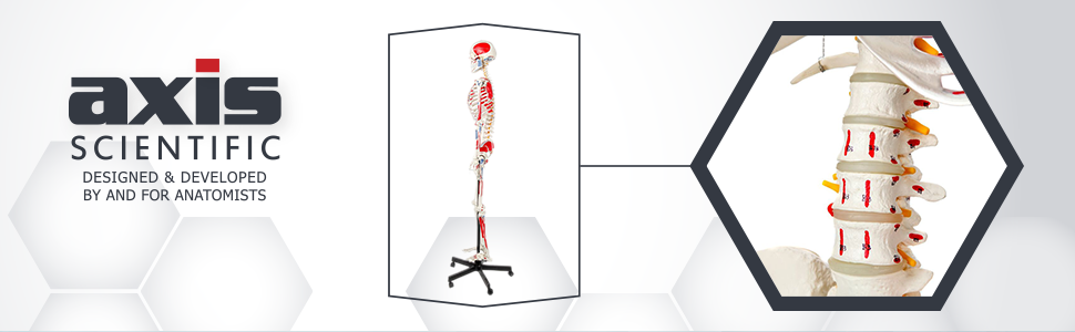 Axis Scientific Muscle Painted and Numbered Life-Size Human Skeleton Anatomy Model