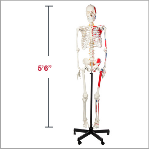 Axis Scientific Muscle Painted and Numbered Life-Size Human Skeleton Anatomy Model Dimensions 66 x 17 x 11 inches.