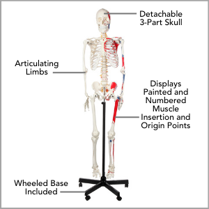 Axis Scientific Muscle Painted and Numbered Life-Size Human Skeleton Anatomy Model Main Features.