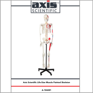 Axis Scientific Muscle Painted and Numbered Life-Size Human Skeleton Anatomy Model Study Guide Booklet and Manual.