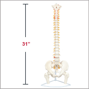 Axis Scientific Life-Size Flexible Human Spine with Removable Femur Heads Anatomy Model Dimensions 31 x 6 x 10 inches