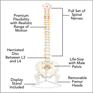 Axis Scientific Life-Size Flexible Human Spine with Removable Femur Heads Anatomy Model Main Features