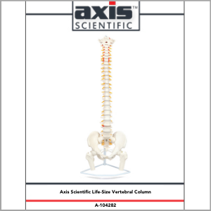 Axis Scientific Life-Size Flexible Human Spine with Removable Femur Heads Anatomy Model Study Guide Booklet and Manual