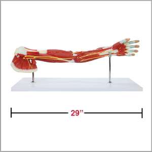 Axis Scientific Life-Size 7-Part Human Muscular Arm with Detachable Muscles Anatomy Model Dimensions 12 x 29 x 11 inches.