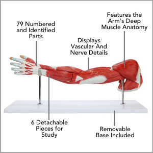 Axis Scientific Life-size 7-Part Human Muscular Arm with Detachable Muscles Anatomy Model Main Features.