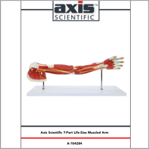 Axis Scientific Life-size 7-Part Human Muscular Arm with Detachable Muscles Anatomy Model Study Guide Booklet and Manual.