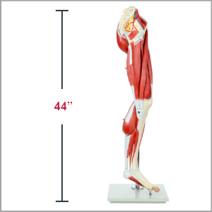 Axis Scientific Life-Size 13-Part Human Muscular Leg with Detachable Muscles Anatomy Model Dimensions 10 x 42 x 12 inches