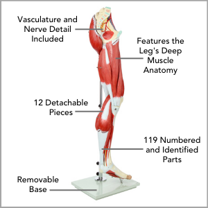 Axis Scientific Life-Size 13-Part Human Muscular Leg with Detachable Muscles Anatomy Model Main Features