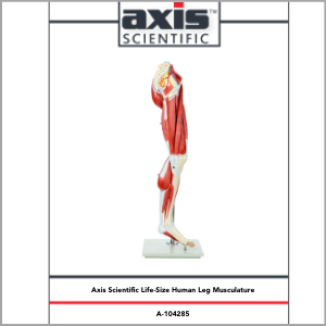 Axis Scientific Life-Size 13-Part Human Muscular Leg with Detachable Muscles Anatomy Model Study Guide Booklet and Manual