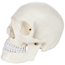 download free skull structure