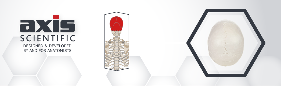 Axis Scientific Miniature Human Skeleton Anatomy Model