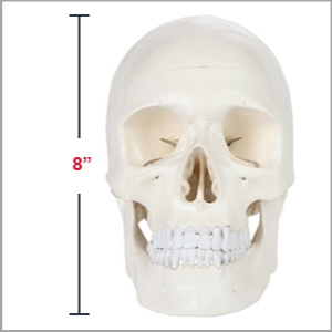 9 Height OIF Human Adult Skull Model,Life Sized Removable Skull Cap 3 Parts Back to School 9 Height OIF Human Adult Skull Model,Life Sized Removable Skull Cap 3 Parts Back to School
