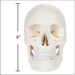 Axis Scientific 3-Part Life-Size Human Skull Anatomy Model Dimensions 7 x 8 x 5 inches