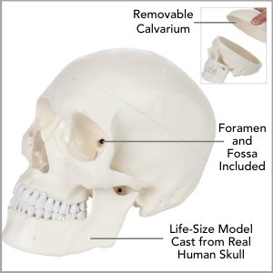 Axis Scientific 3-Part Life-Size Human Skull Anatomy Model Main Features