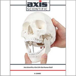 Axis Scientific 3-Part Life-Size Human Skull Anatomy Model Study Guide Booklet and Manual
