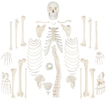 a-104406-axis-scientific-disarticulated-human-skeleton.jpg