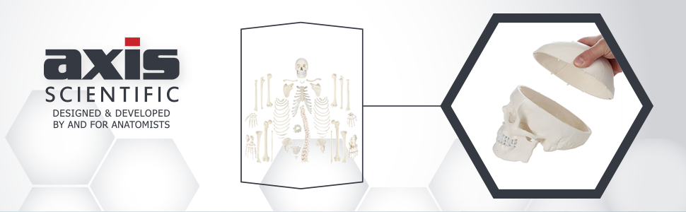 Axis Scientific Complete Disarticulated Life-Size Human Skeleton with 3-Part Skull Model and Detailed Study Booklet