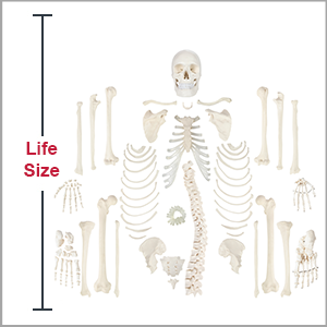 Disarticulated Human Skeleton Model | Axis Scientific | Anatomical Models