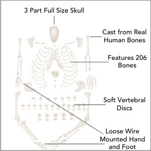 Axis Scientific Disarticulated Life-Size Human Skeleton with 3-Part Skull Anatomy Model Main Features.