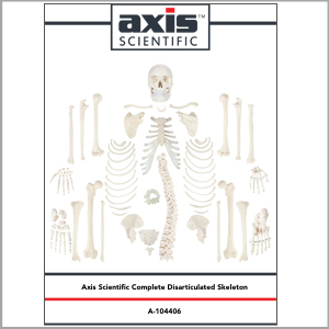 Axis Scientific Disarticulated Life-Size Human Skeleton with 3-Part Skull Anatomy Model Study Guide Booklet and Manual