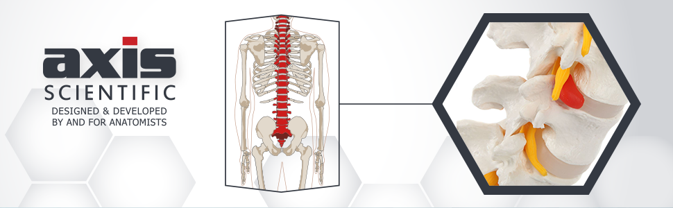 Axis Scientific Lumbar Vertebral Column with Sacrum and Spinal Nerves Anatomy Model