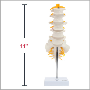 Axis Scientific Lumbar Vertebral Column with Sacrum and Spinal Nerves Anatomy Model Dimensions 11 x 3 x 5 inches.