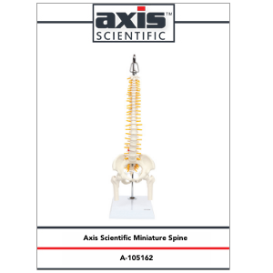 Axis Scientific Miniature Human Spine with Femur Heads Anatomy Model Study Guide Booklet and Manual