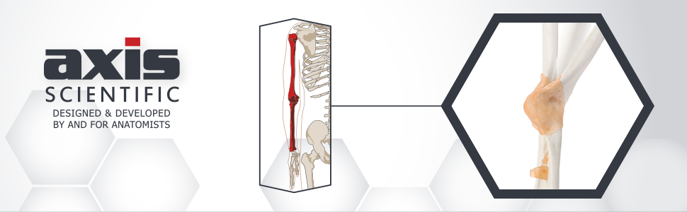 Axis Scientific Human Elbow Joint with Functional Ligaments Anatomy Model