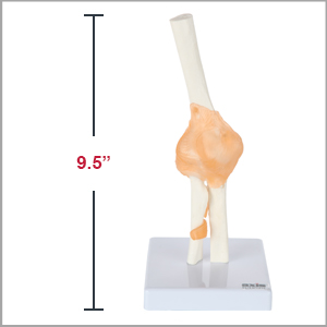 Axis Scientific Human Elbow Joint with Functional Ligaments Anatomy Model Dimensions 10 x 5 x 5 inches.