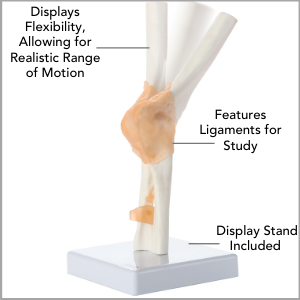 Axis Scientific Human Elbow Joint with Functional Ligaments Anatomy Model Main Features.