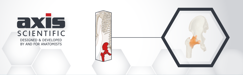 Axis Scientific Human Hip Joint with Functional Ligaments Anatomy Model