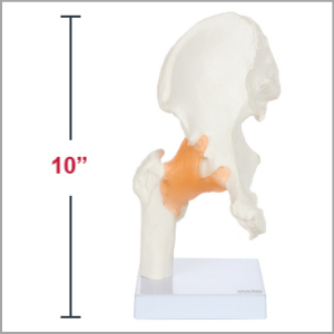 Axis Scientific Human Hip Joint with Functional Ligaments Anatomy Model Dimensions 10 x 5 x 5 inches.