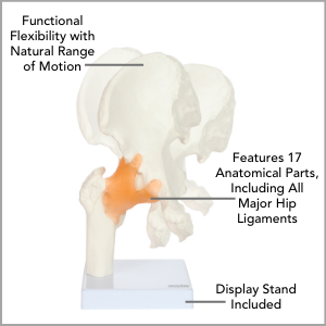 Axis Scientific Human Hip Joint with Functional Ligaments Anatomy Model Main Features.