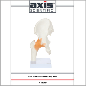 Axis Scientific Human Hip Joint with Functional Ligaments Anatomy Model Study Guide Booklet and Manual.