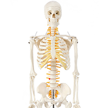 a-105168-axis-scientific-mini-human-skeleton.jpg