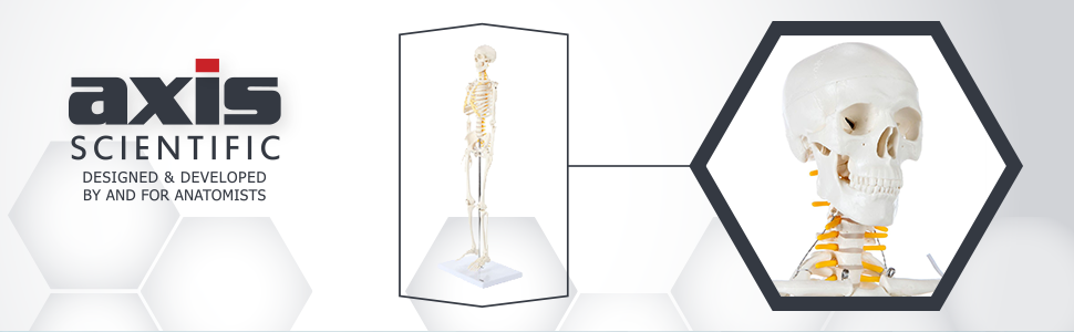 Axis Scientific Miniature Human Skeleton Anatomy Model