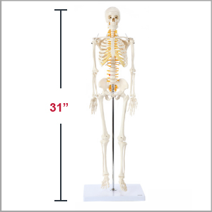 Axis Scientific Miniature Human Skeleton Anatomy Model Dimensions 31 x 5 x 8 inches.