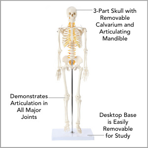 Axis Scientific Miniature Human Skeleton Anatomy Model Main Features