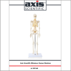 Axis Scientific Miniature Human Skeleton Anatomy Model Study Guide Booklet and Manual.