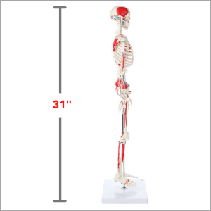 Axis Scientific Miniature Muscle Painted and Numbered Human Skeleton Anatomy Model Dimensions 31 x 5 x 8 inches.