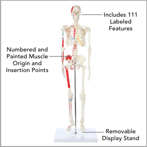 Axis Scientific Miniature Muscle Painted and Numbered Human Skeleton Anatomy Model Main Features